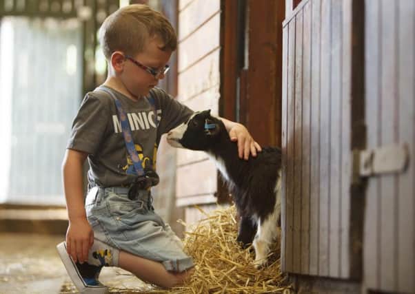 Alex Findlay, 5, meets the new pygmy goats at Gorgie City Farm. Picture: Toby Williams