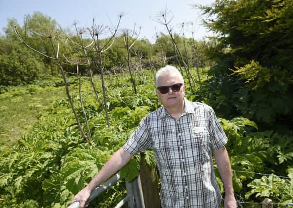 Allister McKillop of Currie Community Council with some Giant Hogweed in the Garden District site. Picture: Greg Macvean