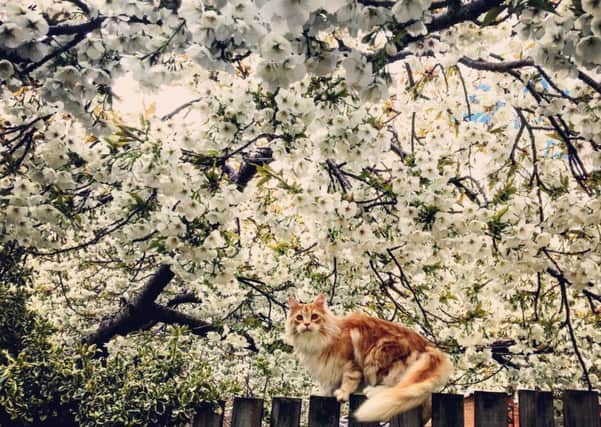 Cat among the blossoms. Picture: Katie Grant