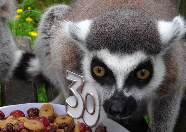 The perks of being the oldest Lemur in the world... treats. Picture: Contributed