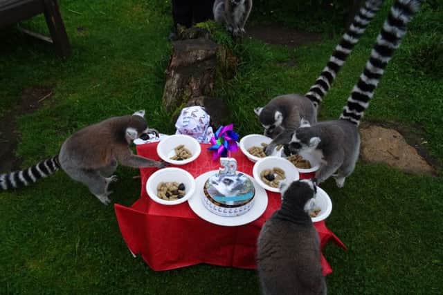 Stumpy the Lemur celebrates his 30th birthday with a few friends. Picture: Contributed