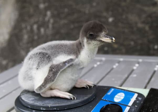 A gentoo penguin chick being weighed. Picture: Katie Paton/Edinburgh Zoo