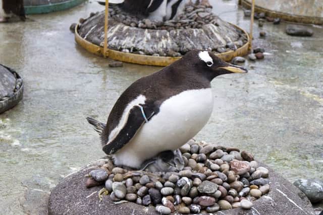 Gentoo penguin chicks in the nest. Picture: Katie Paton/Edinburgh Zoo