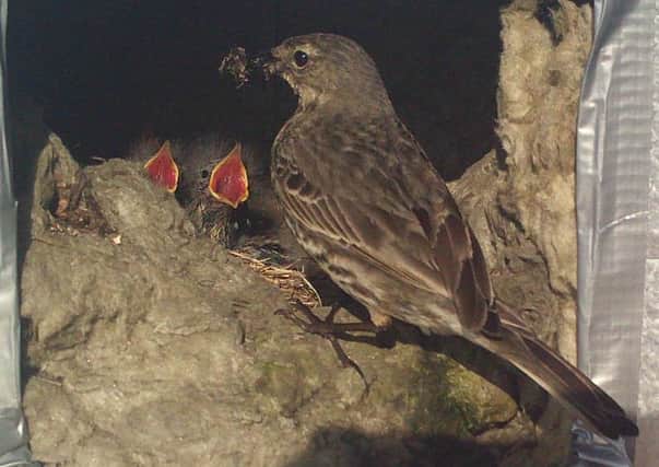 The female rock pipit and her young