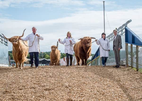 A few Highland Cows try out the flyover. Picture: Wullie Marr
