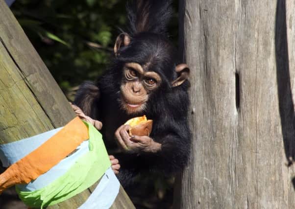 Velu is celebrating his second birthday at Edinburgh Zoo
