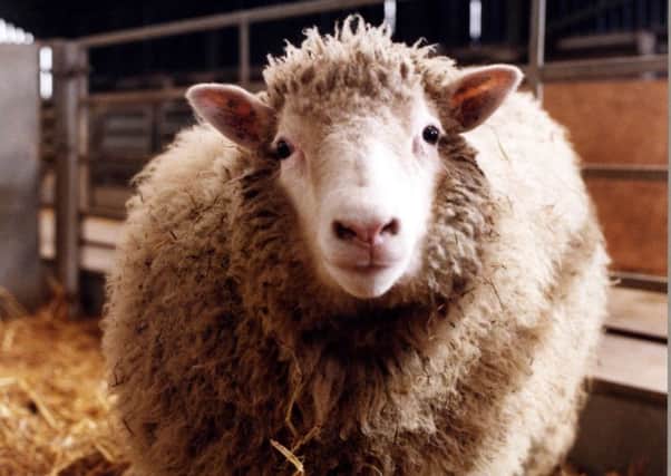 Dolly the Sheep. Picture: BBC