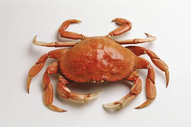 Crab. Picture; stock