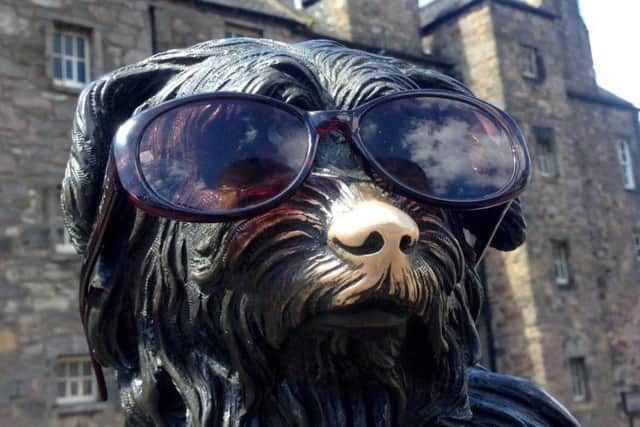 Picture tweeted by @Edinburgh Spotlight of Greyfriars Boffy wearing sunglasses