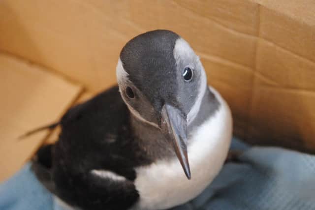 Puffling, baby puffin. Picture; contributed