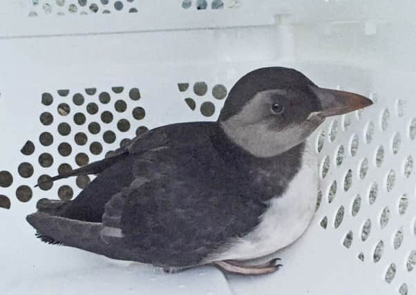 Mr Whippy the puffling.  Picture; contributed