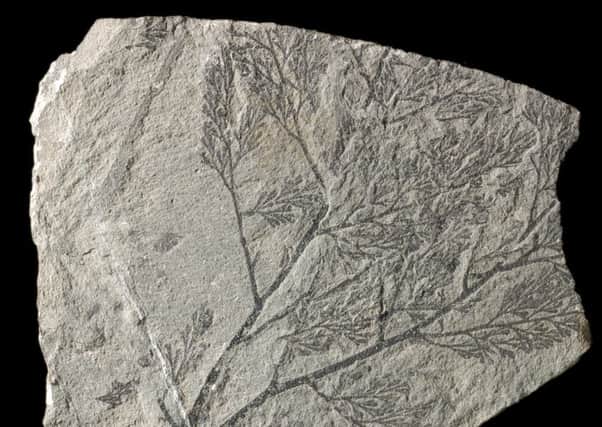 A fossil of a fern found at Straiton. Photo: British Geological Survey/NERC/Scran
