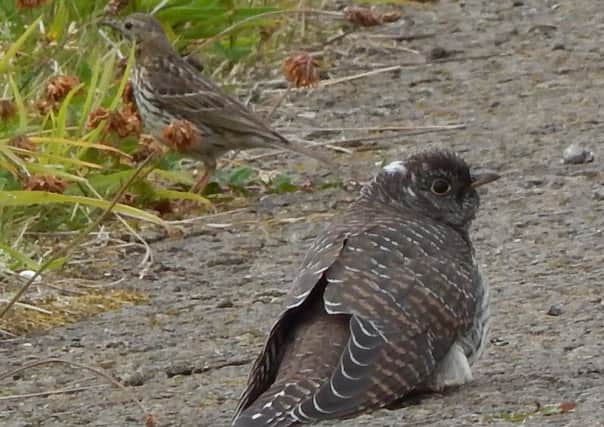 A juvenile cuckoo