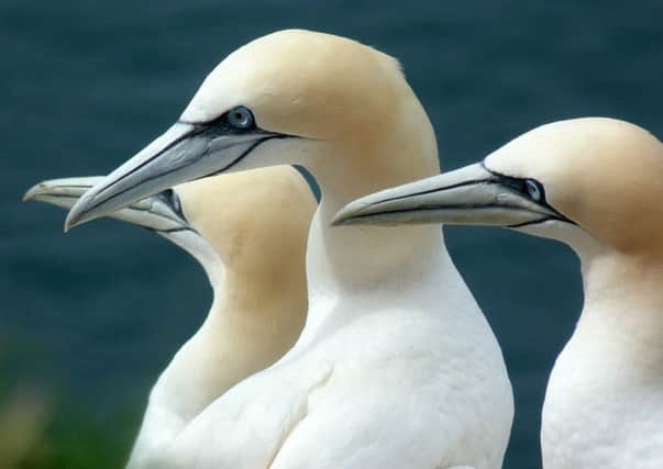 Gannets at Troup Head by Diana Spencer
