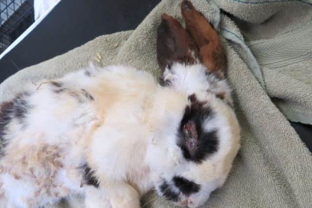 The rabbit was sadly put to sleep after being found by the Scottish SSPCA.