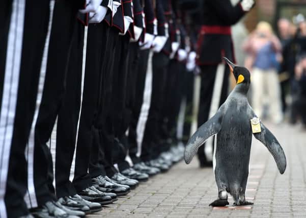 Nils Olav the penguin inspects the Guard of Honour formed by His Majesty the King of Norway's Guard. Picture; contributed