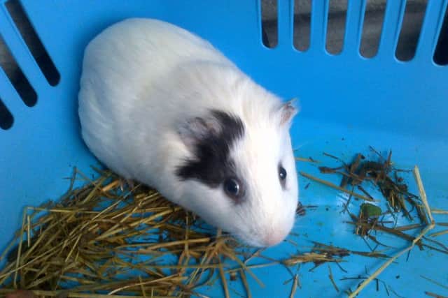 Oreo when he was found. Picture: Scottish SPCA