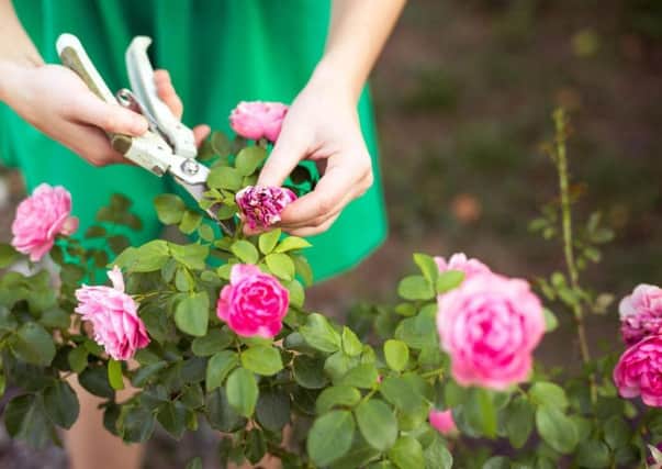 Christine Grahame: Gardens are a blessing, let them grow. Stock image