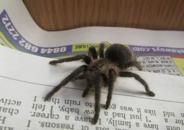 Spider found in Bellshill