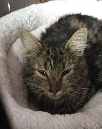Max was shot last Wednesday. Pictures: SSPCA