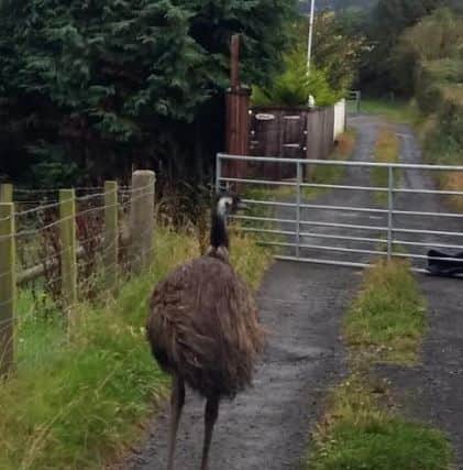 Emu on the run in Edinburgh. Picture; contributed