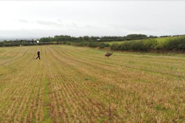 An emu was on the loose in the Capital. Picture; contributed