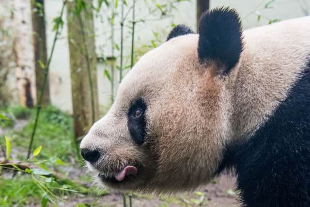 Tian Tian is not pregnant. Picture; Ian Georgeson