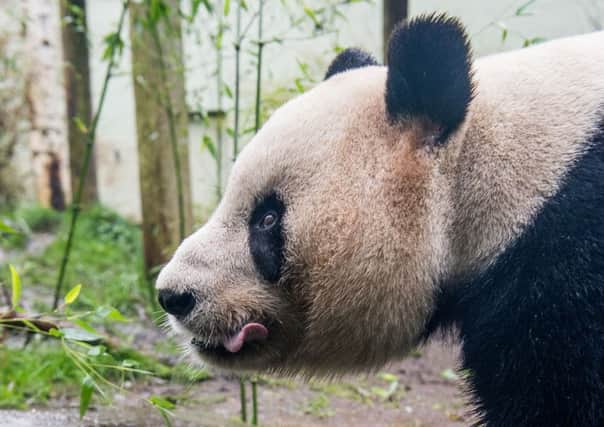 Tian Tian is not pregnant. Picture; Ian Georgeson