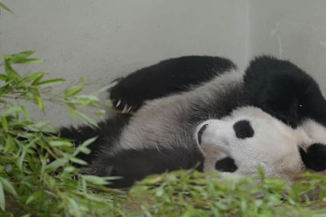 Edinburgh Zoo had hoped that its female giant panda would fall pregnant. Picture; Neil Hanna