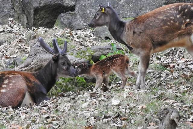 The new calf has been attracting visitors. Picture RZSS/Margaret Mollon.