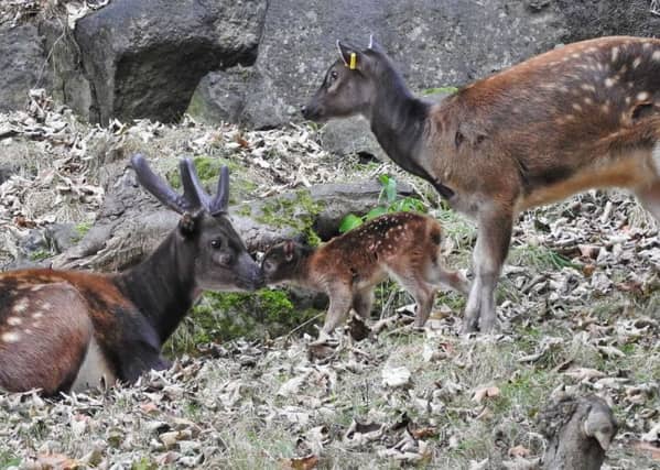 The new calf has been attracting visitors. Picture RZSS/Margaret Mollon.