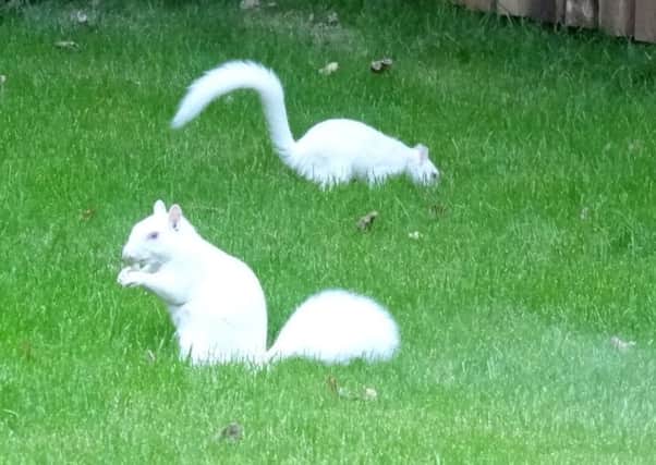 Rare white squirrels have been spotted in the Capital. Picture; Saltire News.