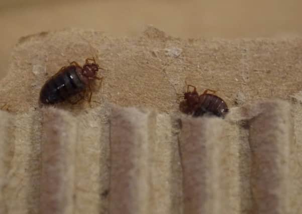 Bed bugs. Photo issued by Rentokil Pest Control. Picture; PA