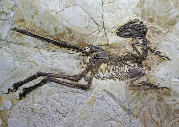 The bird-like species was discovered on a Chinese building site. Picture: Edinburgh University