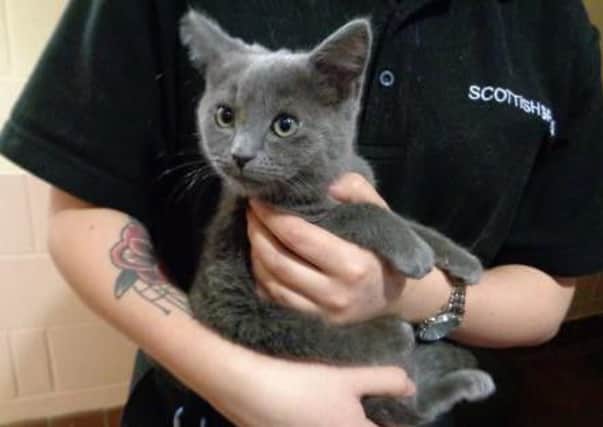 Echo was dumped in a bin in Marchmont. Picture; contributed