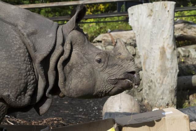 Bertus the rhino. Contributed