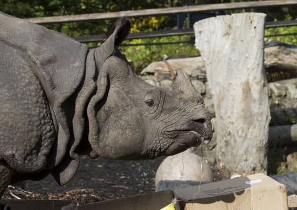 Bertus the rhino. Contributed