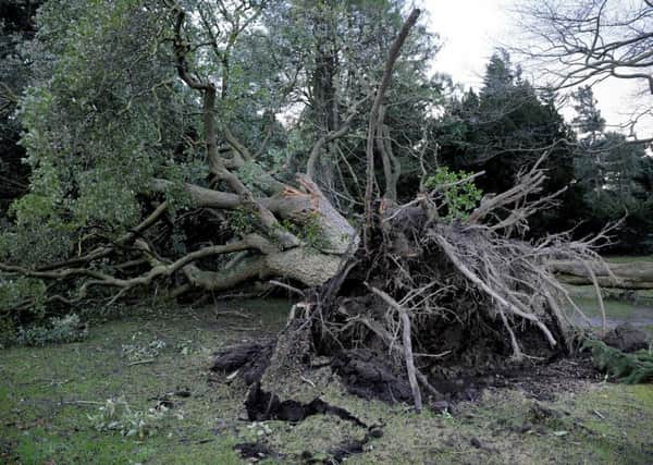 Storm damage to the Royal Botanic Gardens Edinburgh after winds of 102 mph Picture; Helen Pugh