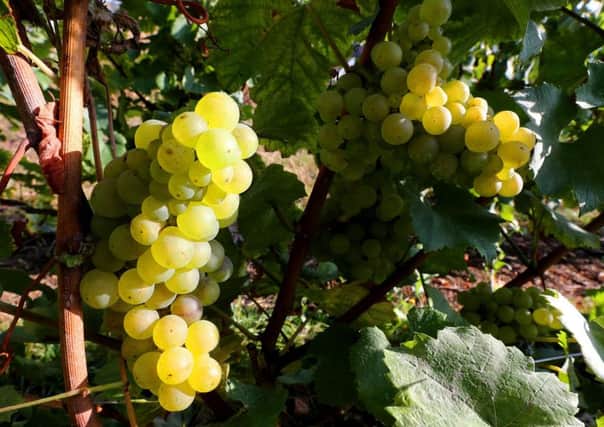 Chardonnay grapes are pictured at a vineyard in Hautvillers, on September 22, 2016. / AFP / FRANCOIS NASCIMBENI        (Photo credit should read FRANCOIS NASCIMBENI/AFP/Getty Images)