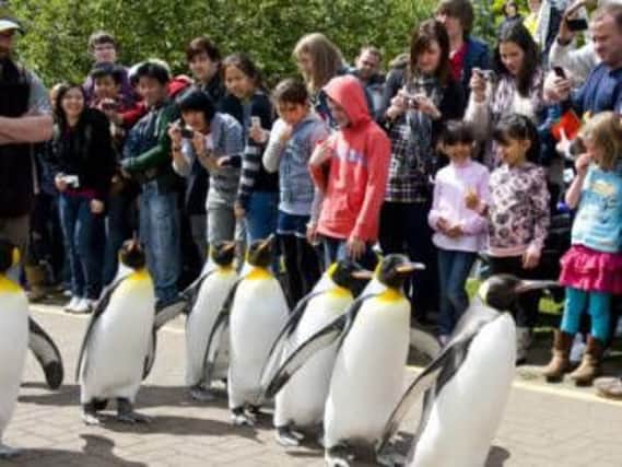 The penguin parade at Edinburgh Zoo has been a popular fixture there since 1951.