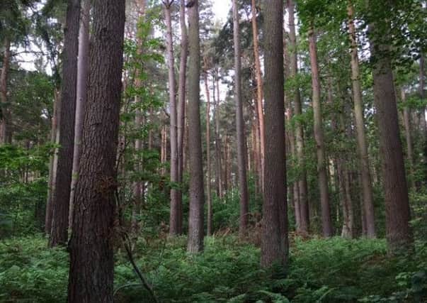 The woods near Gifford. Picture: Scottish Land Trust