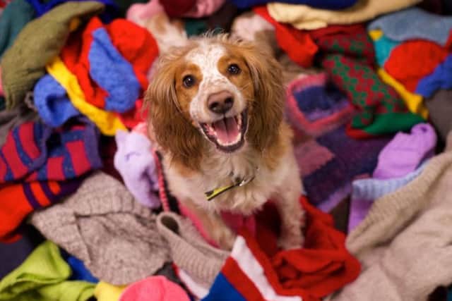 Homeless dog hampers are to be handed out. Picture; contributed