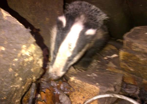 The badger was rescued by the Scottish SPCA