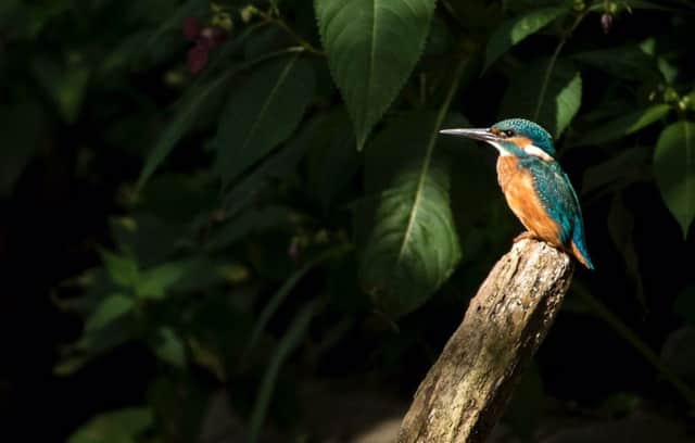 A kingfisher at Figgate Park. Picture: Anthony Robson