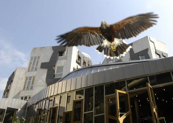 Hawks at the Scottish parliament. Picture:  PHIL WILKINSON