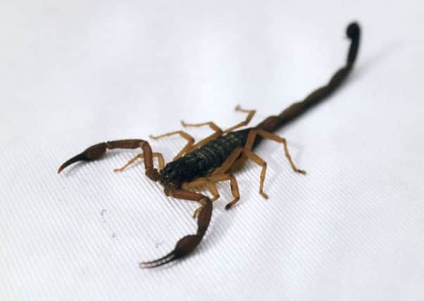 Scorpion. Picture: TSPL