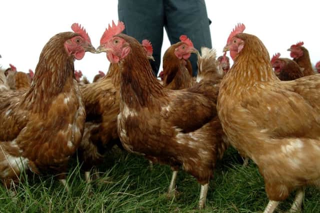 Could chickens be more intelligent than they look? Picture: Ian Rutherford