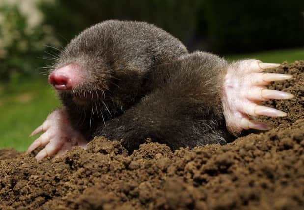 Dangerous mole in molehill, showing claws and teeth