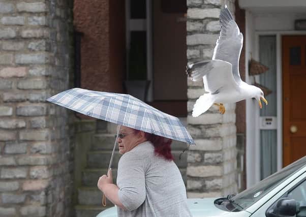 Gulls nesting in urban areas The gulls are known to aggressively swoop on residents, pets and tradesme. Picture: Neil Hanna