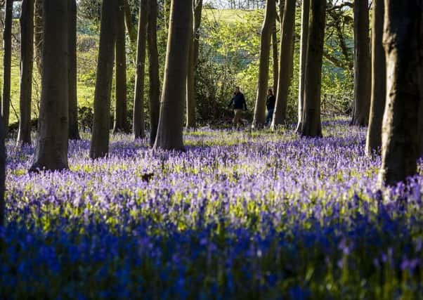 Bluebells are at risk. Picture; Ben Birchall/PA Wire